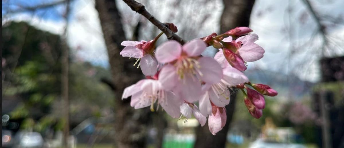 别让本地配置弄乱你的代码库：Git 忽略已追踪文件的终极指南