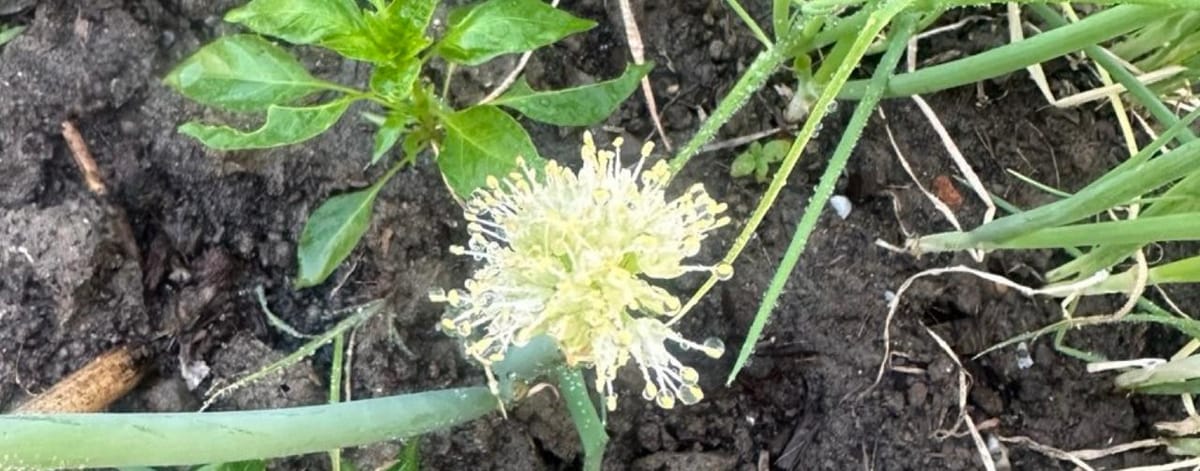 macOS 指南：如何优雅地暂停或停止 launchctl 服务